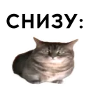 Стикер кокоа