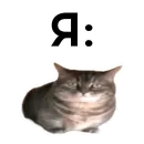 Стикер кокоа