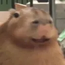 Capybara?