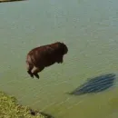 Стикер Capybara?