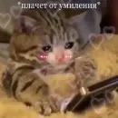 Стикер Любовные пикчи