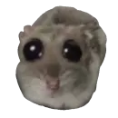 Стикер Хомяцек