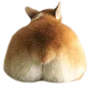 Corguage