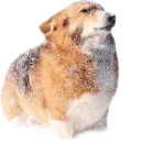 Стикер Corguage
