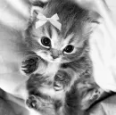 Стикер couldy cat | могучий кот