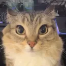 Стикер cumыши