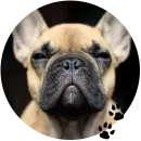 Cute Dogs