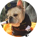 Стикер Cute Dogs