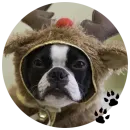 Стикер Cute Dogs
