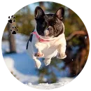 Стикер Cute Dogs