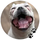 Стикер Cute Dogs