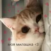 Стикер 🐈⬛️ ˓𓄹 ࣪˖