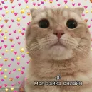 Стикер Cute cats 100