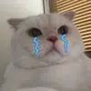 cutecats 3