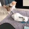 Стикер cutecats 3