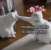 Стикер cutecats 3