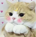 ฅ^•ﻌ•^ฅ