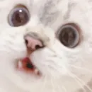 Стикер ฅ^•ﻌ•^ฅ