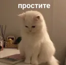 Стикер ฅ^•ﻌ•^ฅ