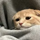 Стикер Cute cats