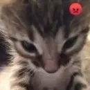 Стикер Cute cats