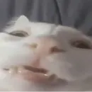 Стикер Cute cats