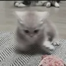cutecat^^