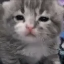 Стикер cutecat^^