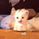 Стикер pisi