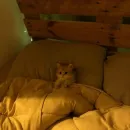 Стикер pisi