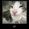 Миленькие котики