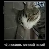 Стикер Миленькие котики