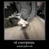 Стикер Миленькие котики