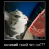 Стикер Миленькие котики