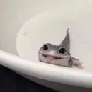 Стикер Cuteness Overload