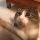 Стикер Cuteness Overload