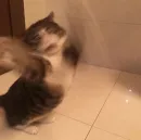 Стикер Cuteness Overload