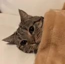 Стикер Cuteness Overload