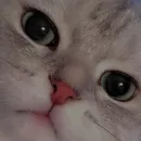 Стикер cutie cat