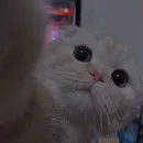 Стикер cutie cat