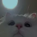 Стикер cutie cat