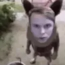 dyrachyo