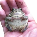 Стикер Держи жабу