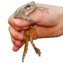 Стикер Держи жабу