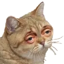 Стикер DevRias