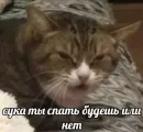 Стикер Cats memes