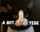 Стикер Cats memes