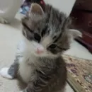 Стикер Cats memes