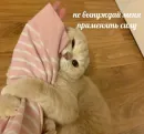 Котики