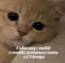 Стикер Котики